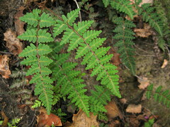 Paragymnopteris marantae