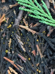 Chloroscypha alutipes