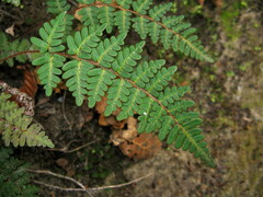 Paragymnopteris marantae