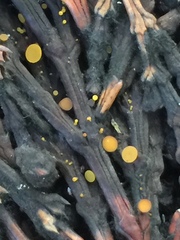 Chloroscypha alutipes