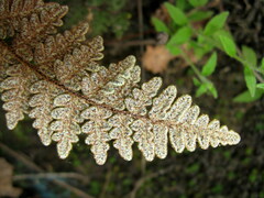 Paragymnopteris marantae