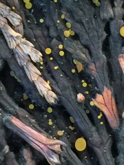 Chloroscypha alutipes