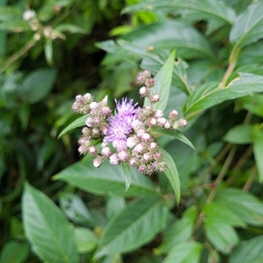 Cyrtocymura scorpioides