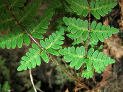 Paragymnopteris marantae