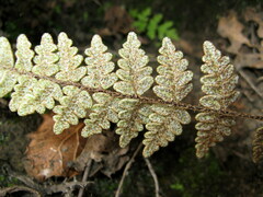 Paragymnopteris marantae