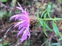 Centaurea emporitana