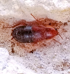 Parcoblatta fulvescens