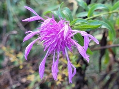 Centaurea emporitana
