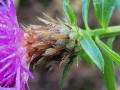 Centaurea emporitana