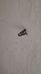 Methona themisto