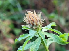 Centaurea emporitana
