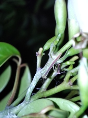 Orthodera ministralis
