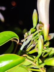 Orthodera ministralis