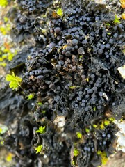 Collema nigrescens