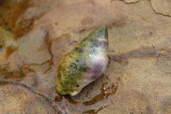 Burnupena cincta