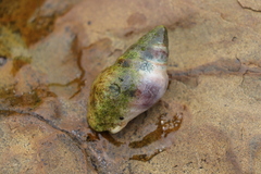Burnupena cincta