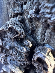 Dentocorticium portoricense