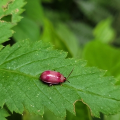 Oedionychina