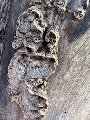 Dentocorticium portoricense