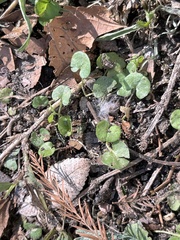 Dichondra carolinensis