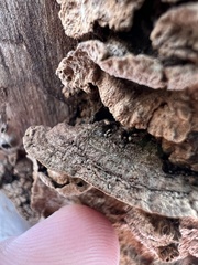 Dentocorticium portoricense