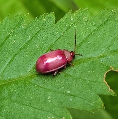 Oedionychina