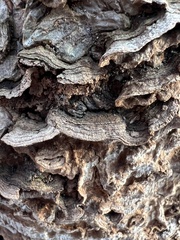 Dentocorticium portoricense