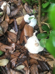 Leucocoprinus cretaceus