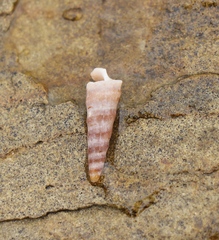 Turritella carinifera