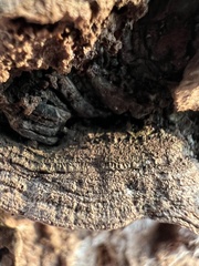 Dentocorticium portoricense