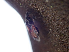 Oxycarenus lavaterae
