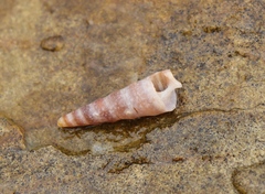 Turritella carinifera