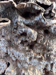 Dentocorticium portoricense