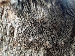 Dentocorticium portoricense