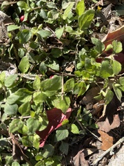 Calyptocarpus vialis