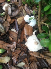 Leucocoprinus cretaceus