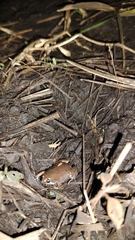 Hypopachus variolosus