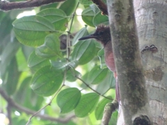 Dendrocolaptes sanctithomae