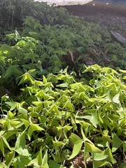 Oxalis intermedia