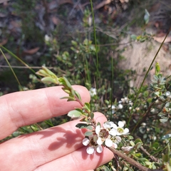 Leptospermum myrtifolium