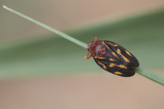 Mahanarva rubropicta