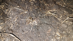 Leptodactylus fragilis