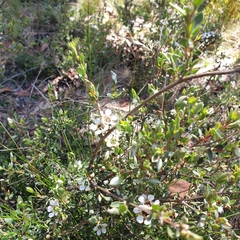 Leptospermum myrtifolium