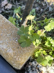 Geranium carolinianum