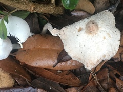 Leucocoprinus cretaceus