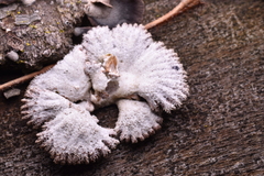 Schizophyllum commune