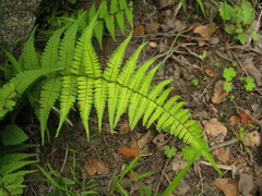 Dryopteris sublacera
