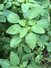 Alstroemeria psittacina