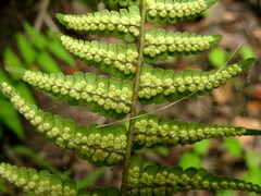 Dryopteris sublacera