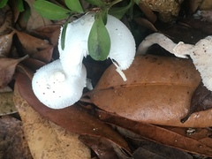 Leucocoprinus cretaceus